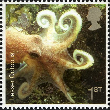 Lesser Octopus (Eledone cirrhosa)