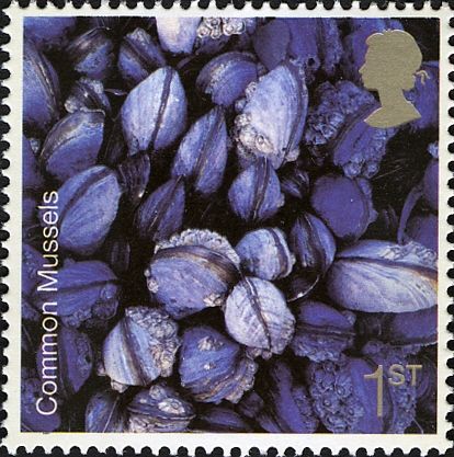 Common Mussels (Mytilus edulis) 