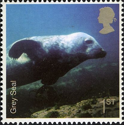Grey Seal (Halichoerus grypus)