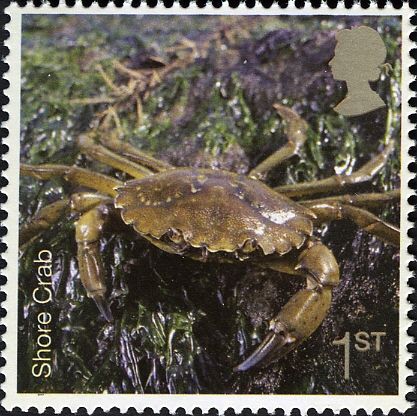Common Shore Crab (Carcinus maenas)