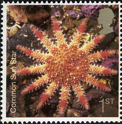 Common Sunstar (Crossaster papposus)