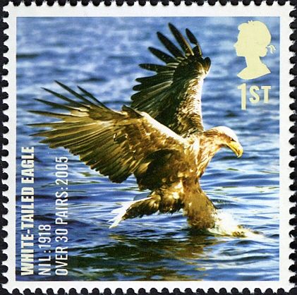 White-tailed Eagle (Haliaeetus albicilla)
