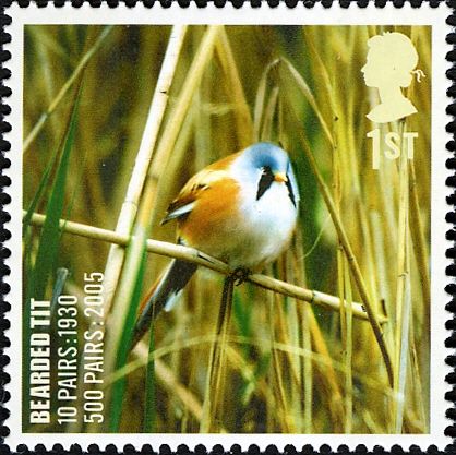 Bearded Reedling (Panurus biarmicus)
