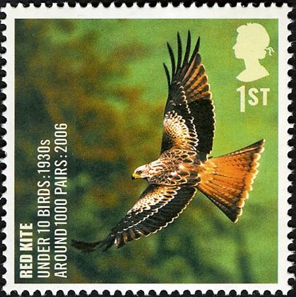 Red Kite (Milvus milvus)