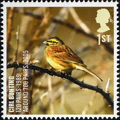 Cirl Bunting (Emberiza cirlus)