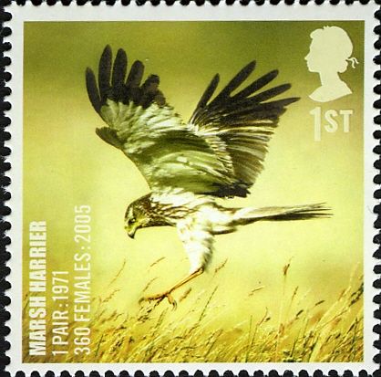 Western Marsh Harrier (Circus aeruginosus)