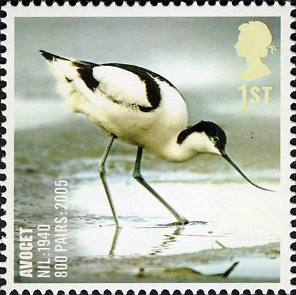 Pied Avocet (Recurvirostra avosetta)