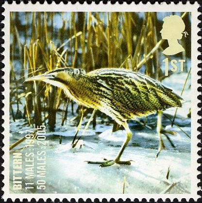 Bittern (Botaurus stellaris)
