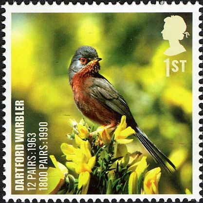 Dartford Warbler (Curruca undata)