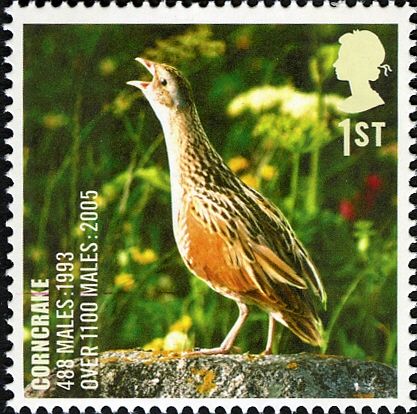 Corncrake (Crex crex)