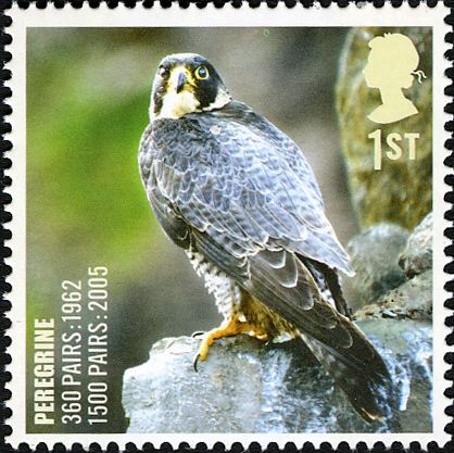 Peregrine Falcon (Falco peregrinus)