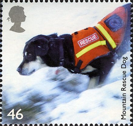 Rescue Dog