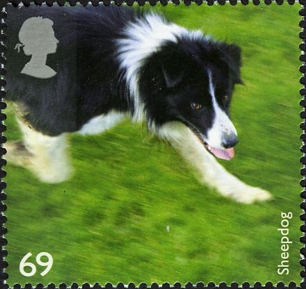 Sheep Dog
