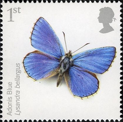Adonis Blue (Polyommatus bellargus)