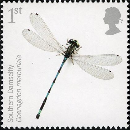 Southern Damselfly (Coenagrion mercuriale)