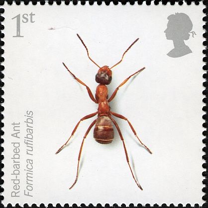 Red-barbed Ant (Formica rufibarbis)