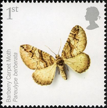 Barberry Carpet Moth (Pareulype berberata)