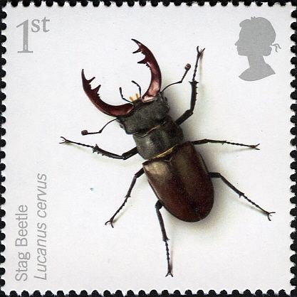 Stag Beetle (Lucanus cervus)