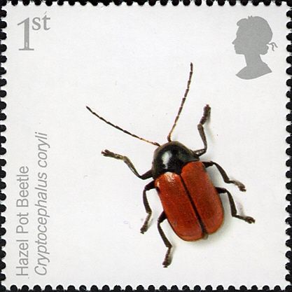 Hazel Pot Beetle (Cryptocephalus coryli)