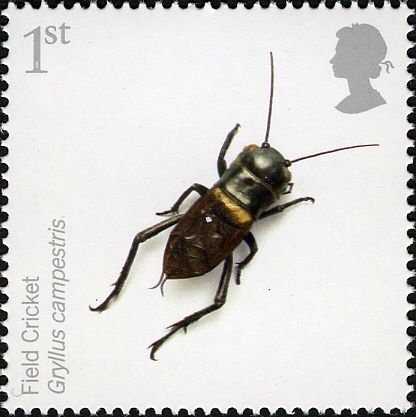 Field Cricket (Gryllus campestris)