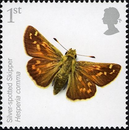Silver-spotted Skipper (Hesperia comma)