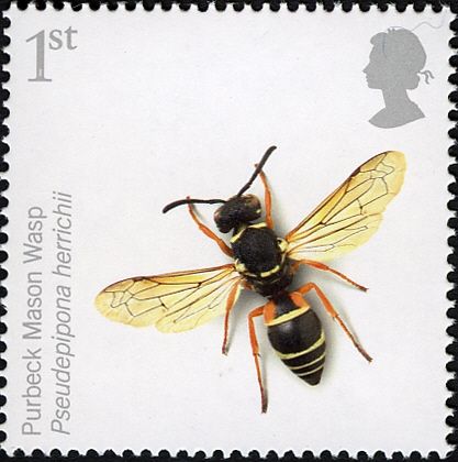 Purbeck Mason-wasp (Pseudepipona herrichii)