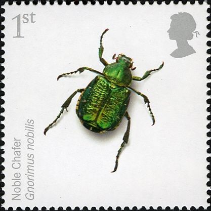 Noble Chafer (Gnorimus nobilis)