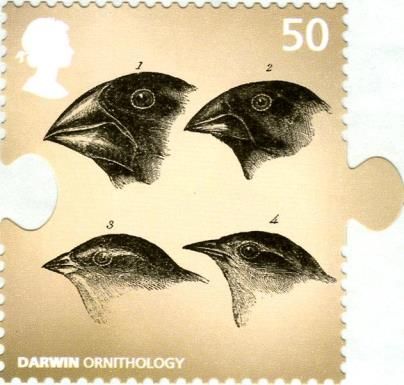 Darwin's Finches (Camarhynchus sp.)
