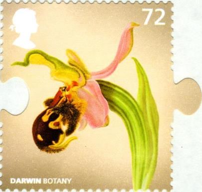 Bee Orchid (Ophrys apifera)