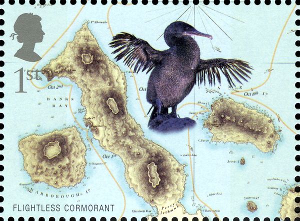 Flightless Cormorant (Nannopterum harrisi) 