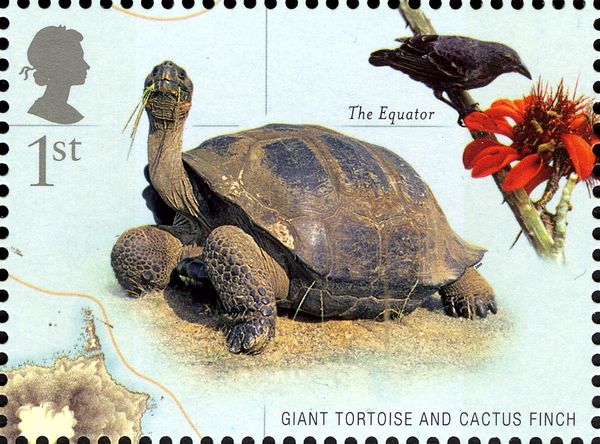 Galapagos Tortoise (Chelonoidis nigra), Common Cactus-finch 