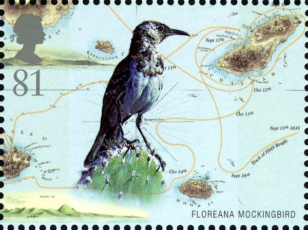 Floreana Mockingbird (Nesomimus trifasciatus)