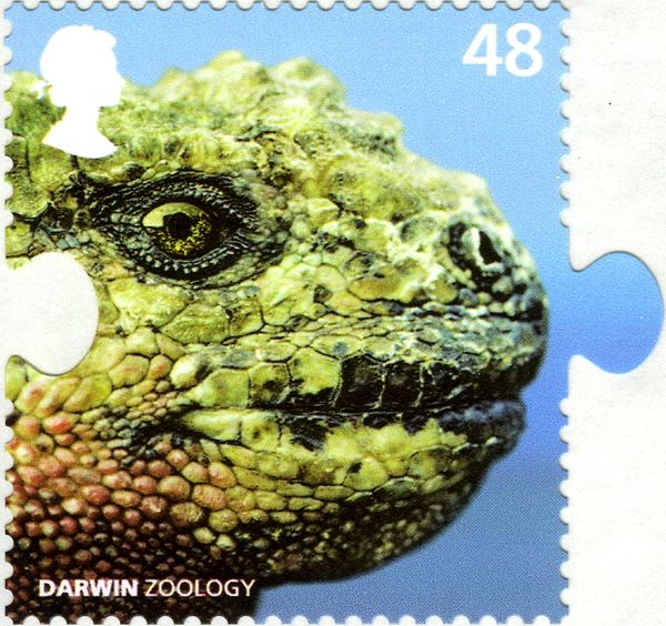 Marine Iguana (Amblyrhynchus cristatus)