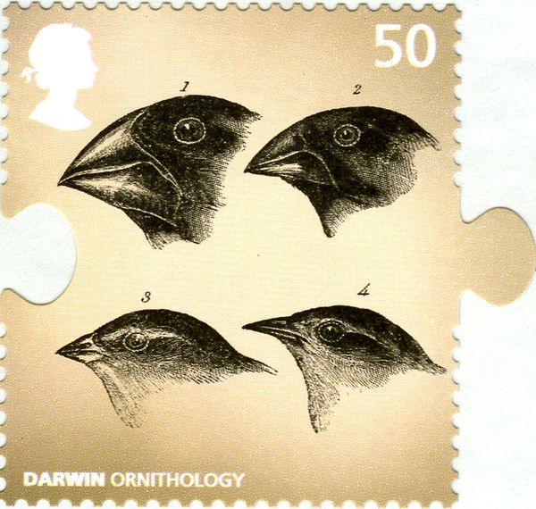 Darwin's Finches (Camarhynchus sp.)