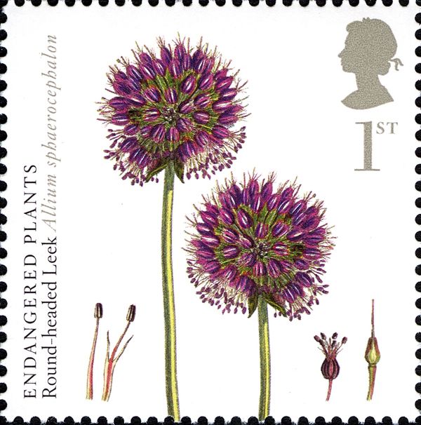 Round Headed Leek