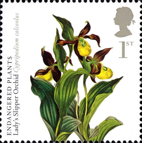Lady's Slipper Orchid (Cypripedium calceolus)