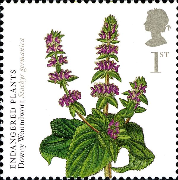 Downy Woundwort