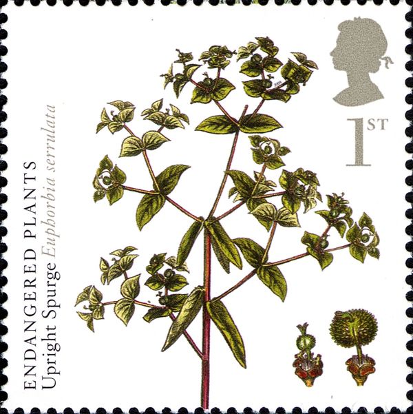 Upright Spurge