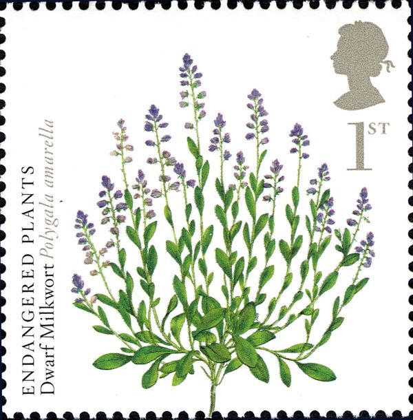 Dwarf Milkwort