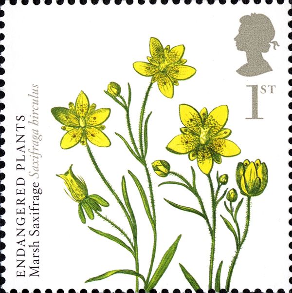Marsh Saxifrage (Saxifraga hirculus)