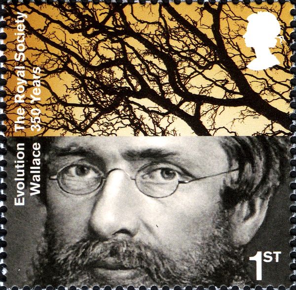 Alfred Russel Wallace (1823-1913), Oak Tree