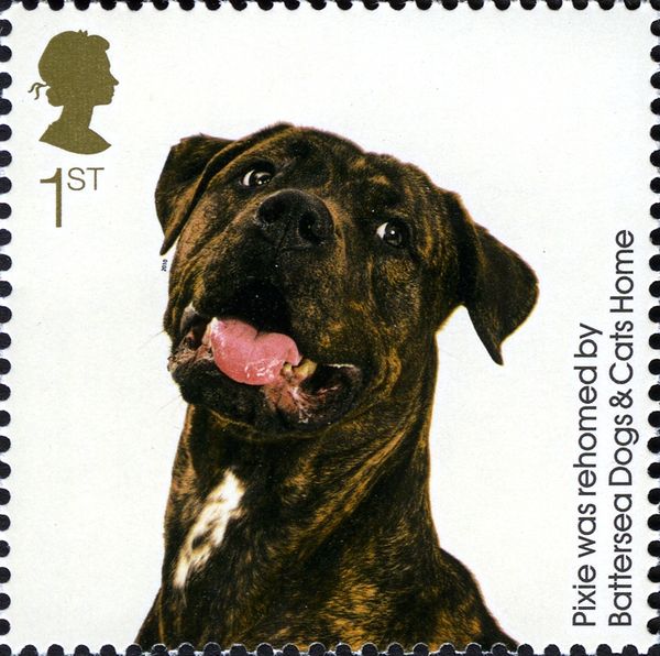 Pixie (Canis lupus familiaris)