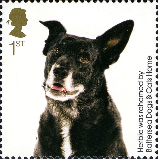 Herbie (Canis lupus familiaris)