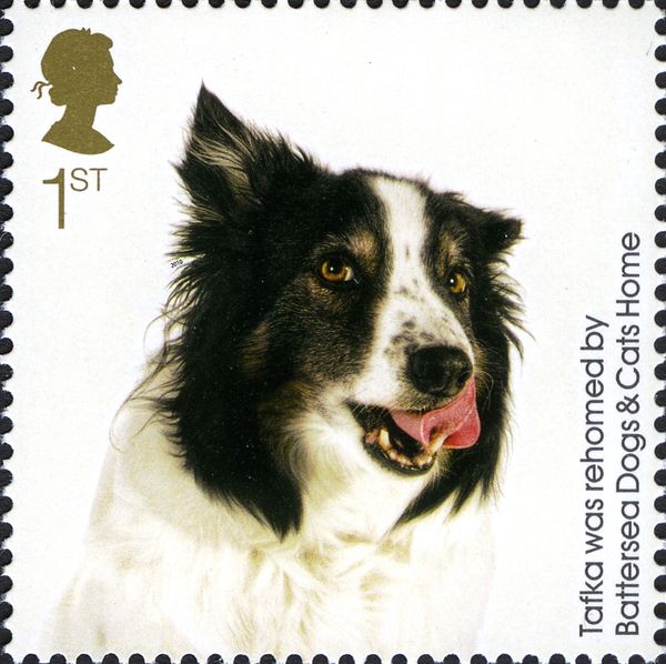 Tafka (Canis lupus familiaris)