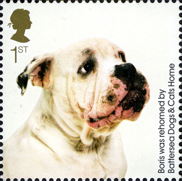 Boris (Canis lupus familiaris)