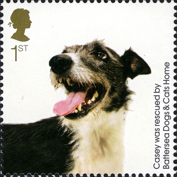 Casey (Canis lupus familiaris)