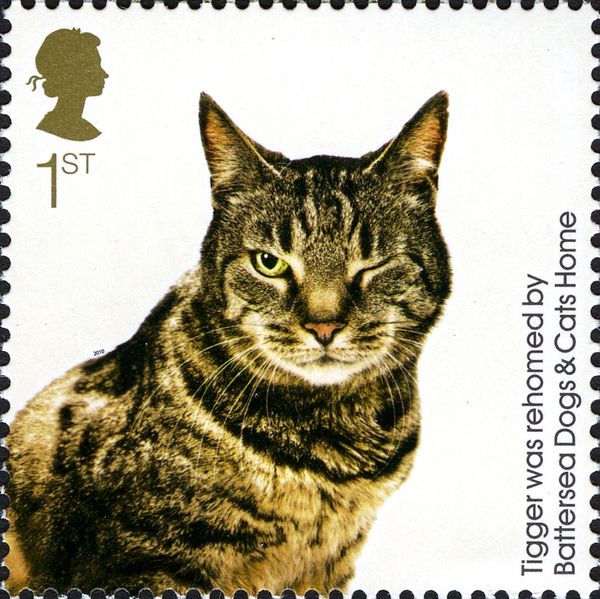 Tigger (Felis silvestris catus)