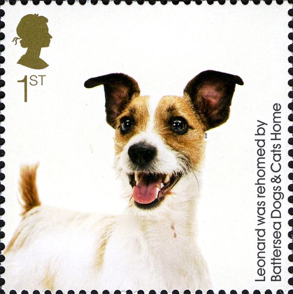 Leonard (Canis lupus familiaris)