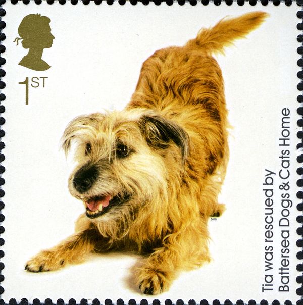 Tia (Canis lupus familiaris)