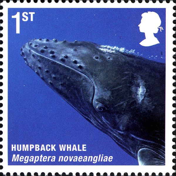 Humpback Whale (Megaptera novaeangliae)